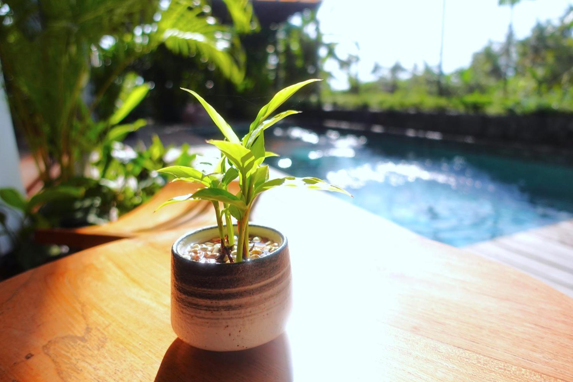The Vinaya Boutique Hotel Ubud  Ngoại thất bức ảnh